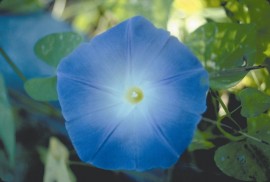 Floral Morning Glory 