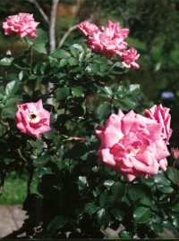 Floral Rosa Rosa FG 10 ml