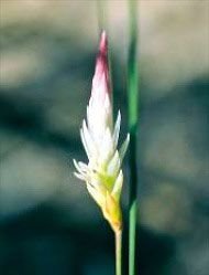 Candle of Life Floral da Living Essences 15 ml