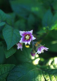 Floral Potato 