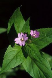 Floral Dwarf Fireweed 