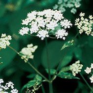 Floral Ground Elder 10 ml