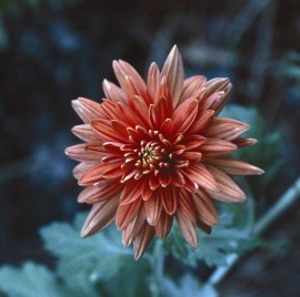 Floral Chrysantemum 