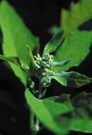 Floral Lambs Quarters 