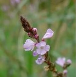 Gerv�o Rosa   Validade Pr�xima