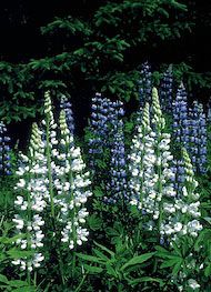 Floral White Lupine 