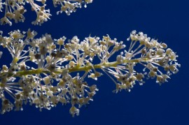 Floral Deerbrush 