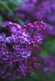 Floral Lilac 