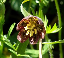 Floral Chocolate Lily 