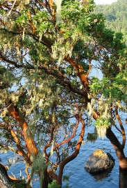 Floral Arbutus