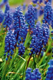 Floral Grape Hyacinth