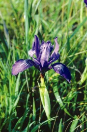 Floral Iris 