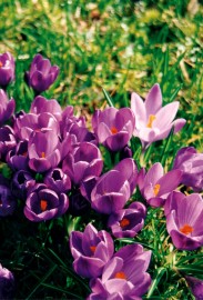 Floral Purple Crocus 