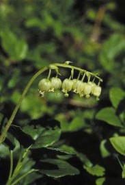 Floral One Sided Wintergreen 