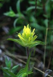 Floral Yellow Paintbrush 