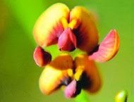 Orange Spiked Pea � Living Essences