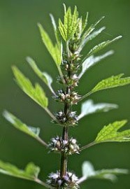 Floral Motherwort 10 ml