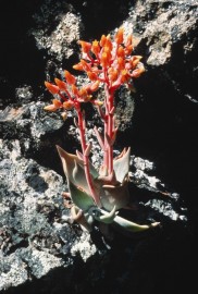 Floral Canyon Dudleya 