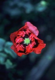 Floral Red Purple Poppy 