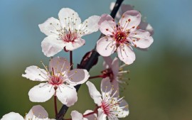 Floral Cherry FES