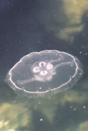 Essncia Marinha Jellyfish 