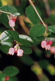 Floral Snowberry 