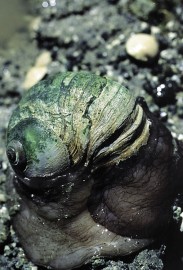 Essncia Marinha Moon Snail 