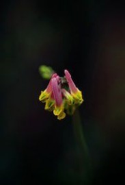 Floral Pale Corydalis 