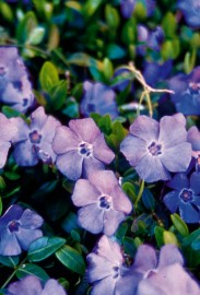 Floral Periwinkle 