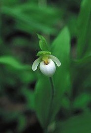 Floral Northern Ladys Slipper 