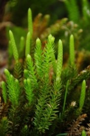 Floral Club Moss 