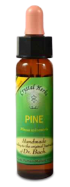Floral Pine 10 ml
