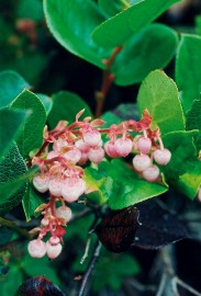 Floral Salal 