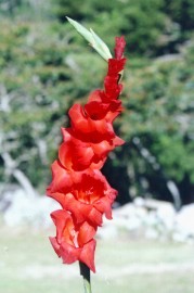 Floral Palma Vermelha 10 ml