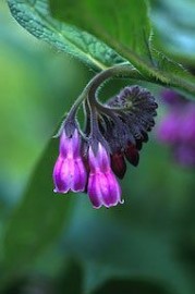 Floral Comfrey 