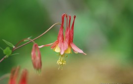 Floral Columbine FES 