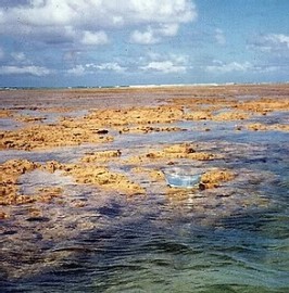 M�e D'�gua Ess�ncia de Gaia 10 ml