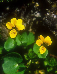 Floral Yellow Violet 