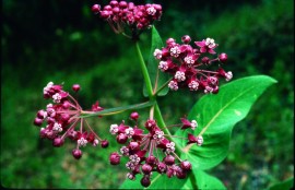 Floral Milkweed 