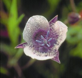 Floral Star Tulip 