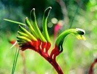 Red & Green Kangaroo Paw Floral da Living 15 ml