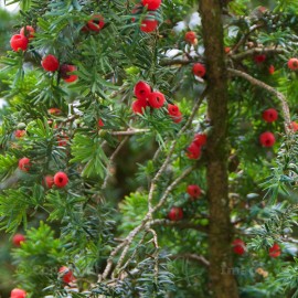 Floral Pacific Yew 