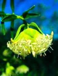 Spirit Faces Floral de Living Essences 15 ml