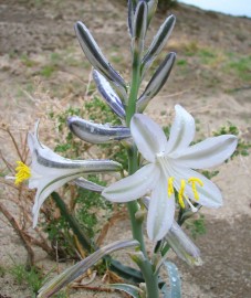 Floral Desert Lily 