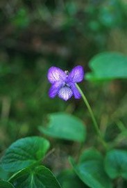 Floral Alaska Violet 