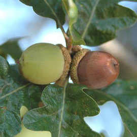 Floral Garry Oak 