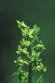 Floral Tundra Twayblade 
