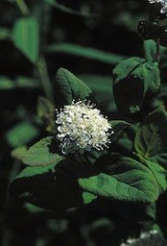 Floral Spiraea 