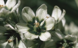 Floral Corn Lily 