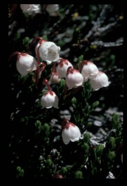 Floral Cassiope 